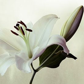 Casplantjes - White Lily #2 van Cas Slagboom
