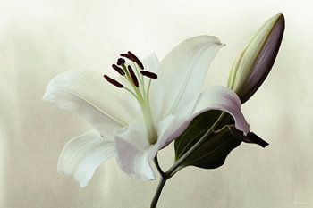 Casplant - Lys blanc #2