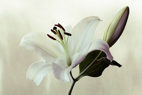 Casplant - Weiße Lilie #2