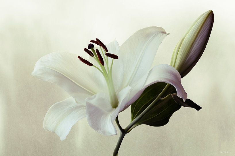 Casplantjes - White Lily #2 by Cas Slagboom