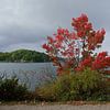The red tree at the bay by Frank's Awesome Travels