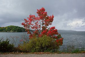 Der rote Baum an der Bucht