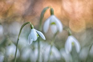 Der Frühling ist auf dem Weg... Schneeglöckchen