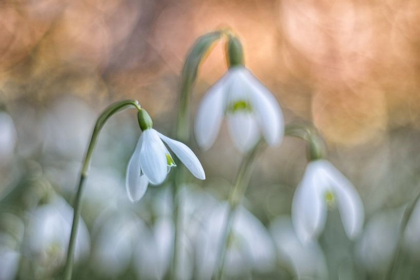 Spring is on its way...snowdrops by Moetwil en van Dijk - Fotografie