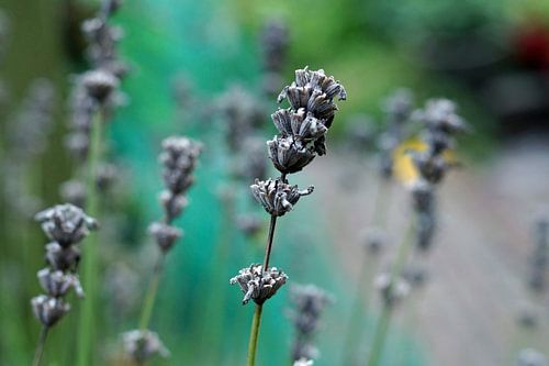 macrofotografie lavendel