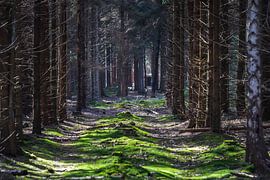 Licht in de duisternis van Jan Willem Oldenbeuving