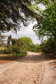 Spaziergang in der Frühlingssonne auf dem Lemelerberg von Deborah de Meijer
