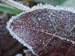 cristaux de glace sur une feuille d'automne dans la nature