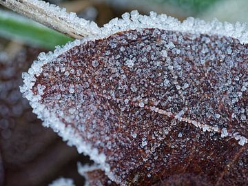 ice crystals on an autumn leaf in nature