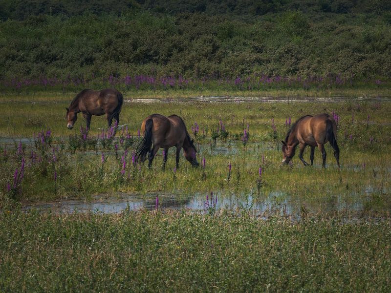 wild horses by Andre Bolhoeve
