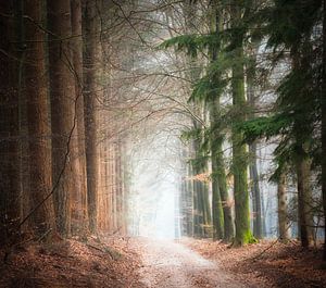 Durch den Wald