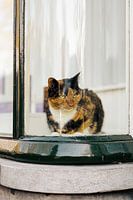 The cat in the wild city