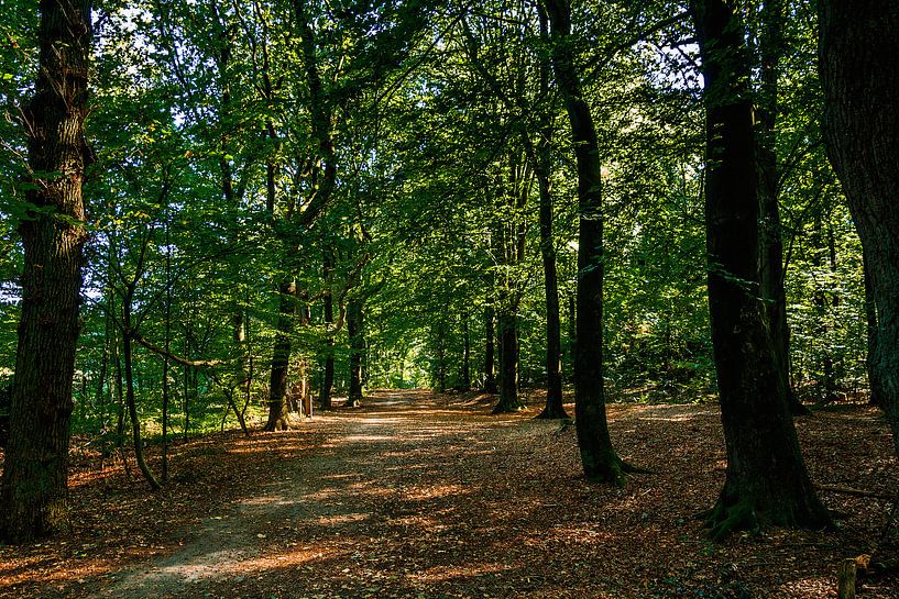 Wandelpad in het bos par Stedom Fotografie