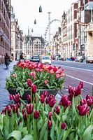 Amsterdam Damrak