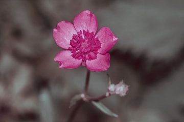 Eenvoud van Jolanda de Jong-Jansen