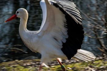 Ooievaar met gespreide vogels