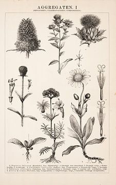 Antique engraving including Valerian and teasel by Studio Wunderkammer