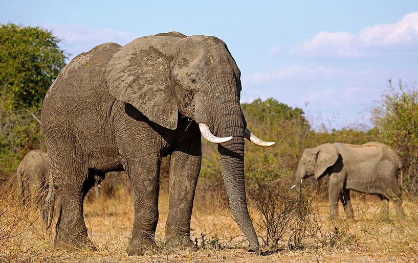 Elephants - Africa wildlife van W. Woyke
