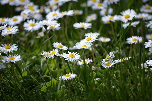 Daisies by Claudia Moeckel