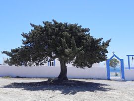 boom in grieks dorpje griekenland by Ingrid Van Maurik