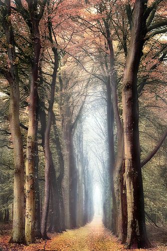 Alley of Tales