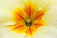 Light Yellow Primrose Macrophoto