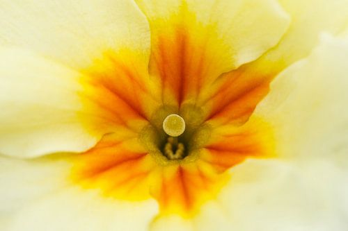 Herz einer blassgelben Primel