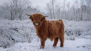 Schottischer Highlander im Winter