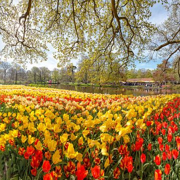 Blumenzwiebelngarten De Keukenhof, Lisse, Südholland, Niederlande von Rene van der Meer