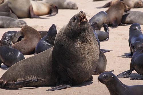 Zeehond op WalvisBays