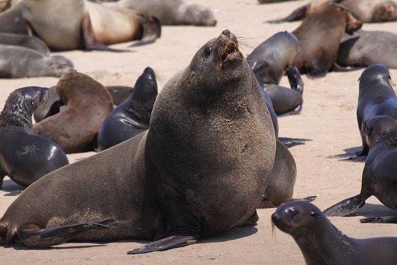 Seal on WhaleBays by Henk Langerak