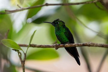 Volledig groene kolibrie
