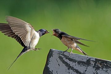 Barn swallow feeds her young by Menno Schaefer