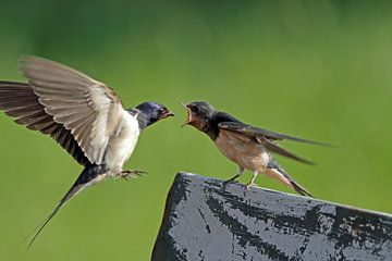 Barn swallow feeds her young