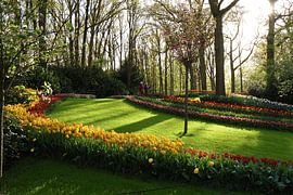 Golden hour at the Keukenhof
