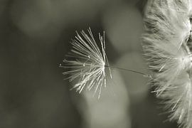Löwenzahn-Flaum von Shutterbalance