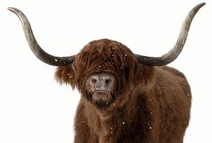 Schottischer Highlander im Schnee