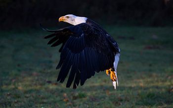 Bald eagle