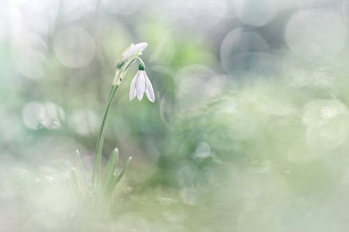 Smooth Snowdrop