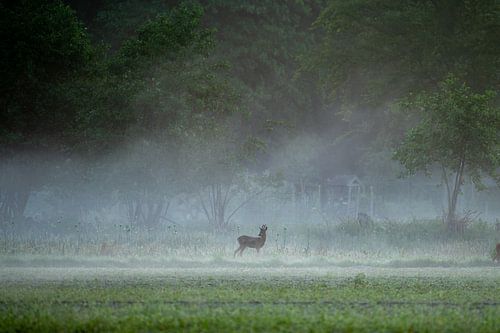 Rehe im Morgennebel