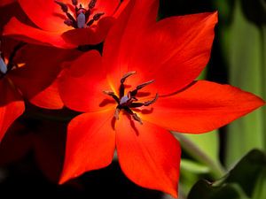 Rote Blume scharf