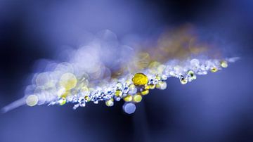 Water droplets on a lint by Bert Nijholt