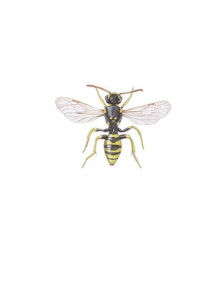 Abeille guêpe jaune-noir (abeilles) par Jasper de Ruiter