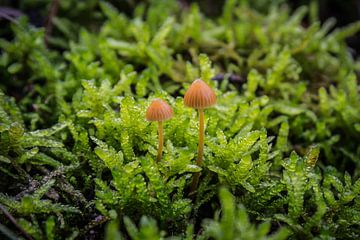 Bruine mini paddenstoelen van Kristof Mentens