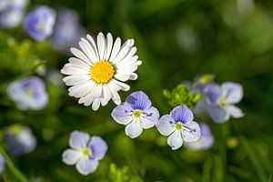 Gänseblümchen