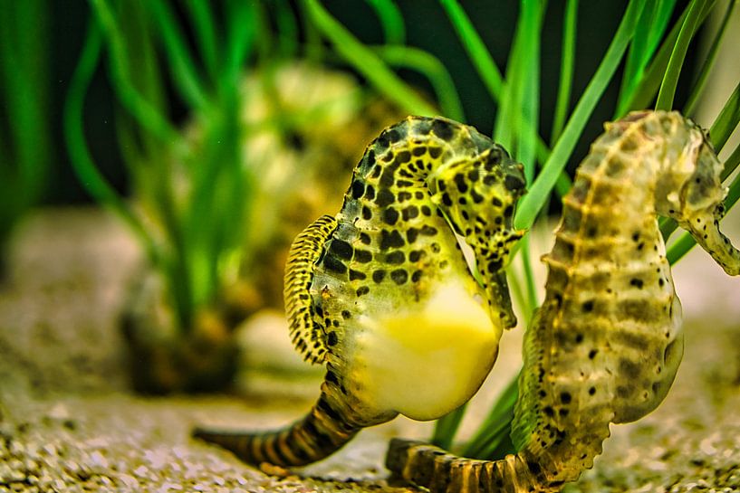 A pair of seahorses in the seagrass by Martin Köbsch