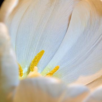 Stuifmeel op een witte tulp