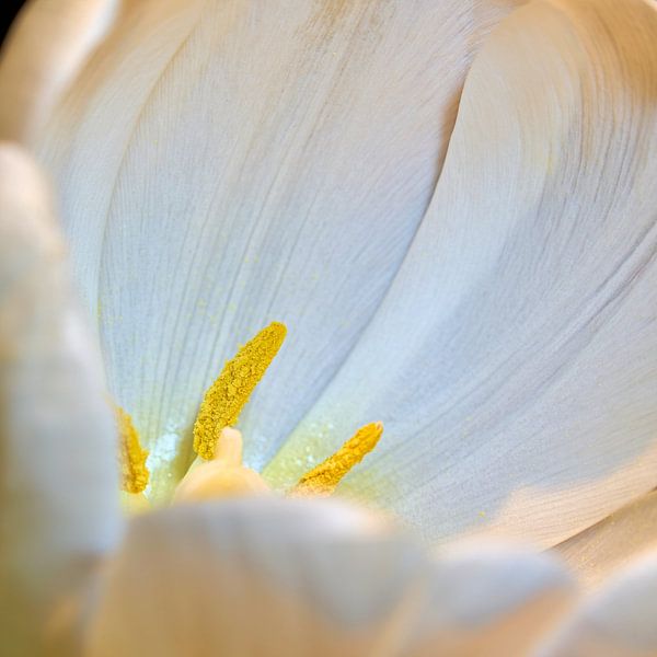 Pollen on a white tulip by Heiko Kueverling