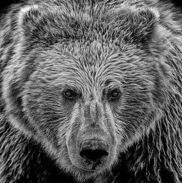 An Eyebaling  Alaskan Coastal Brown Bear (Grizzly); black and white finish by Michael Kuijl