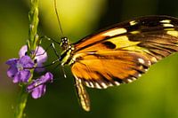 Schmetterling
